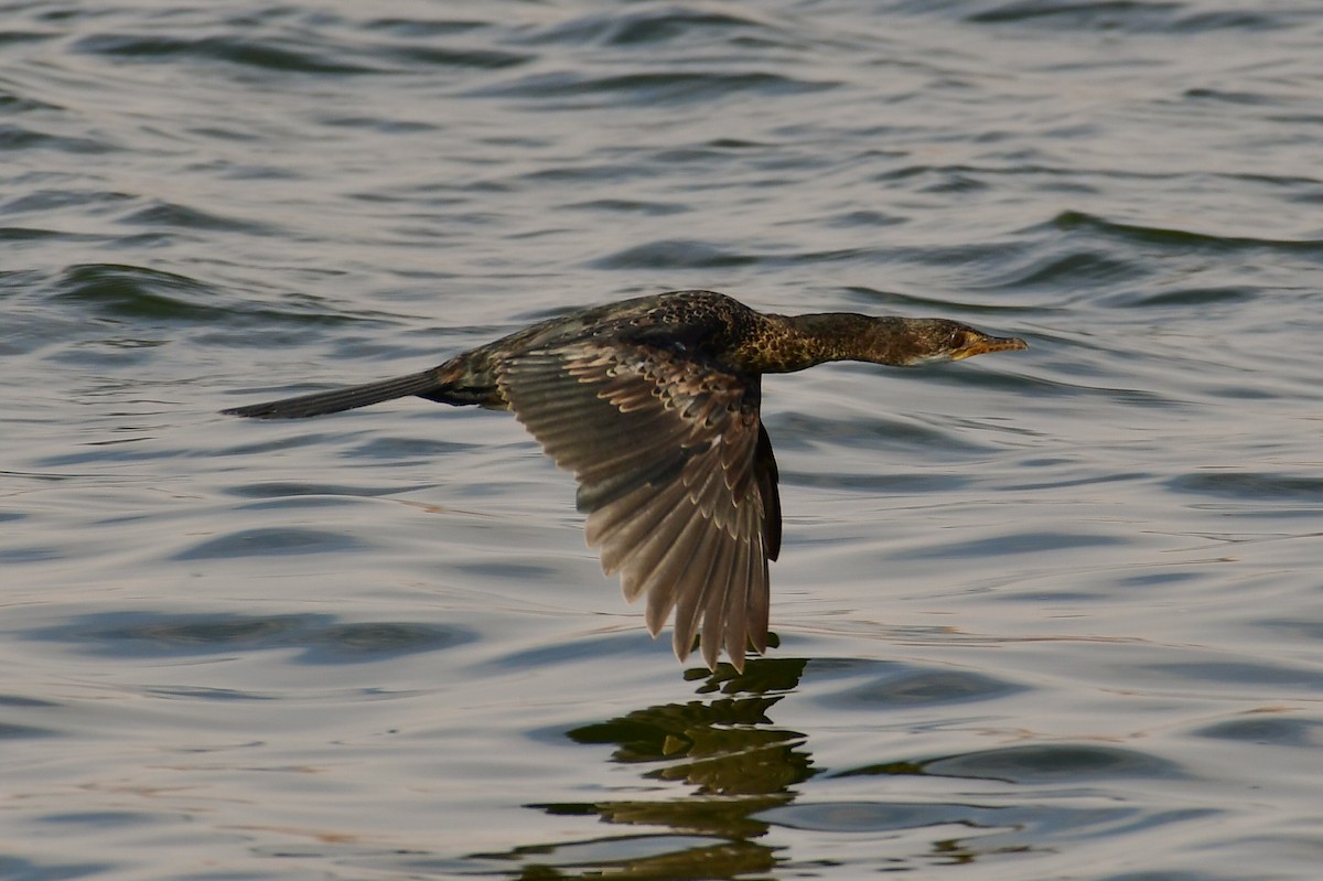 Cormoran africain - ML647702994