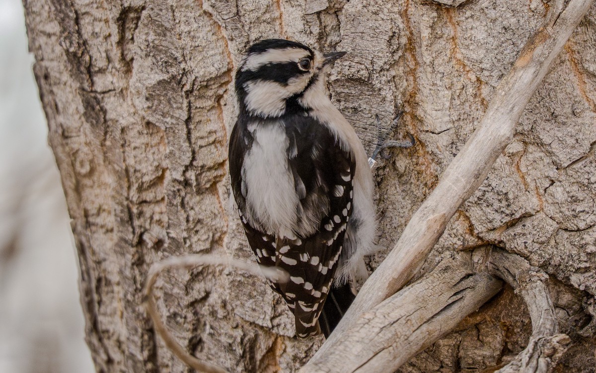 White-breasted Nuthatch - ML647702999