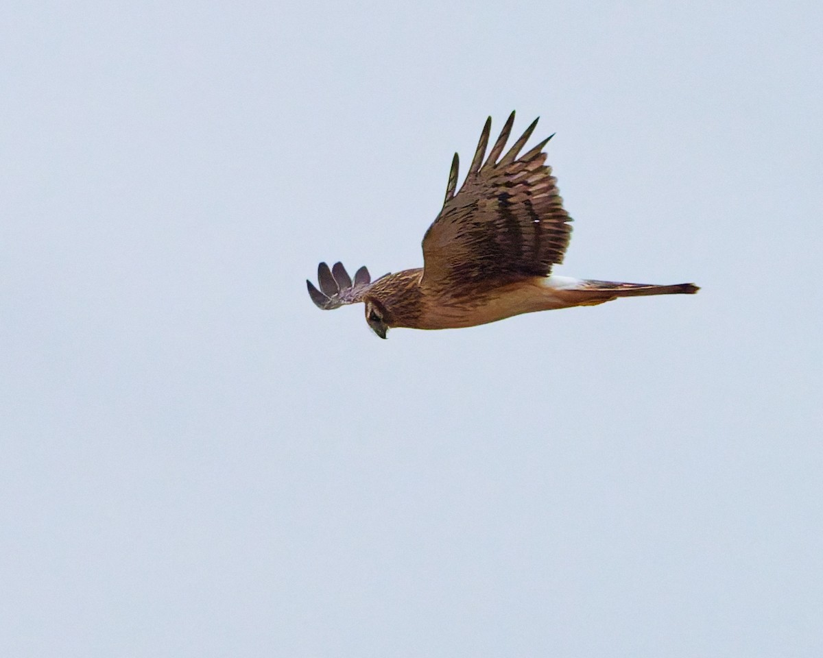 Northern Harrier - ML647703002