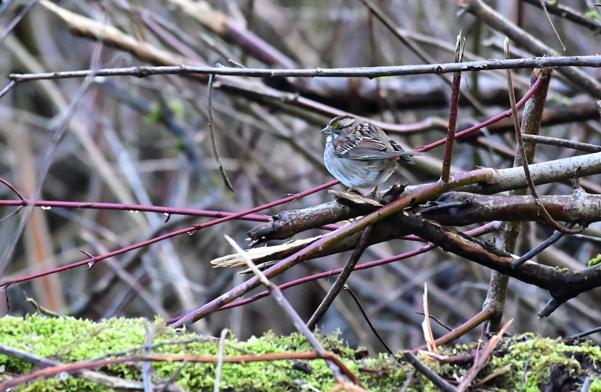 White-throated Sparrow - ML647703005