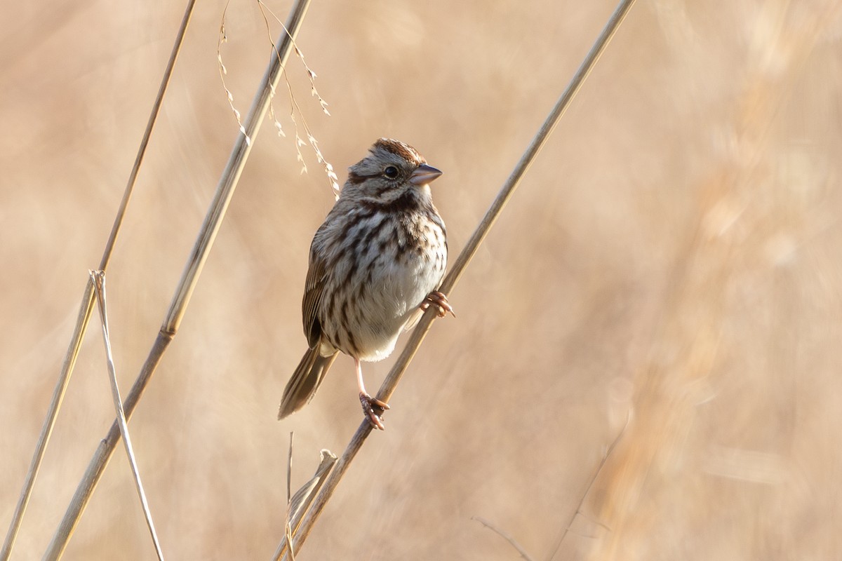 Song Sparrow - ML647703007