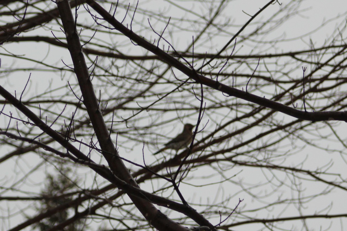 Northern Flicker - ML647703008