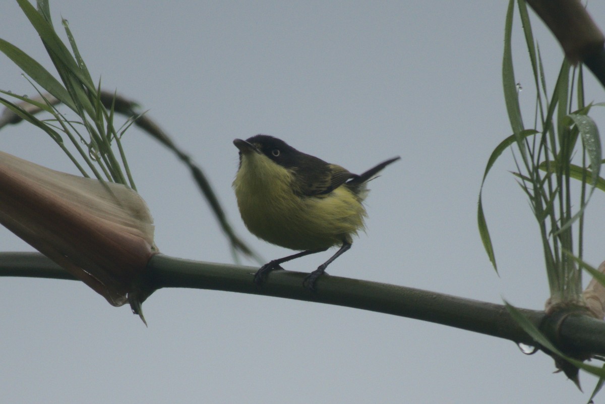 Common Tody-Flycatcher - ML647703010