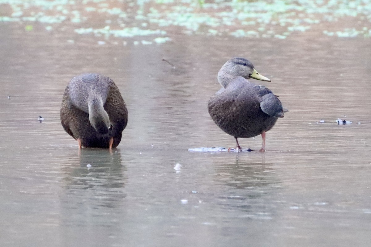 American Black Duck - ML647703011