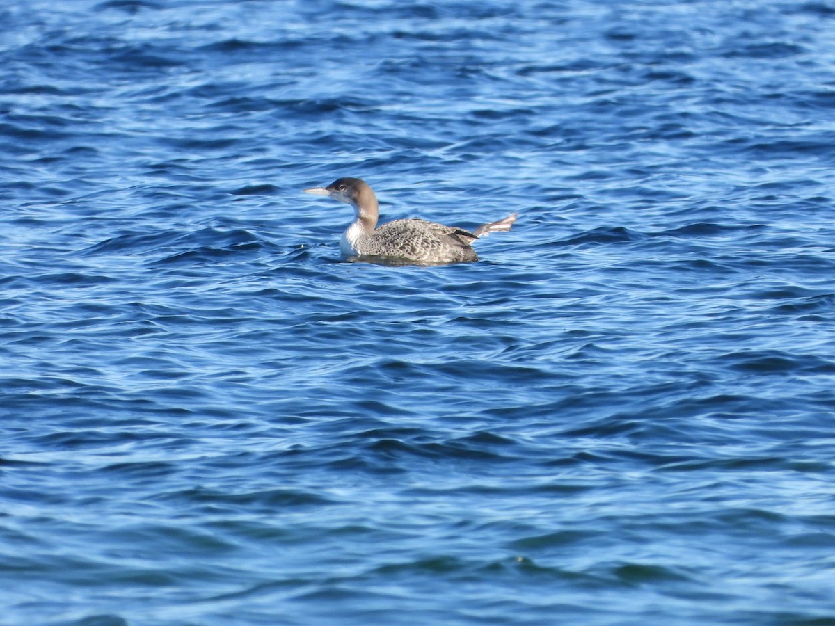 Common Loon - ML647703012