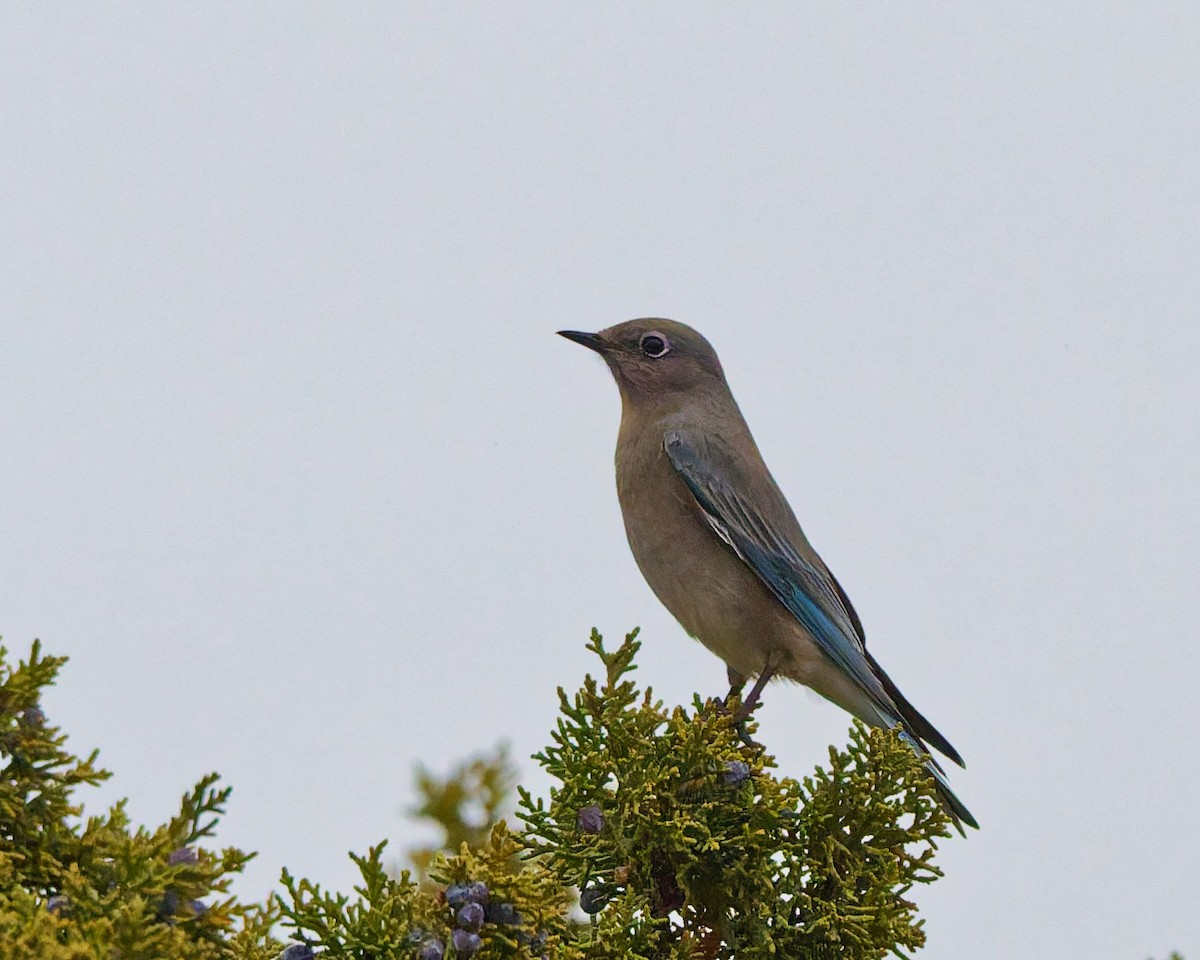 Mountain Bluebird - ML647703013
