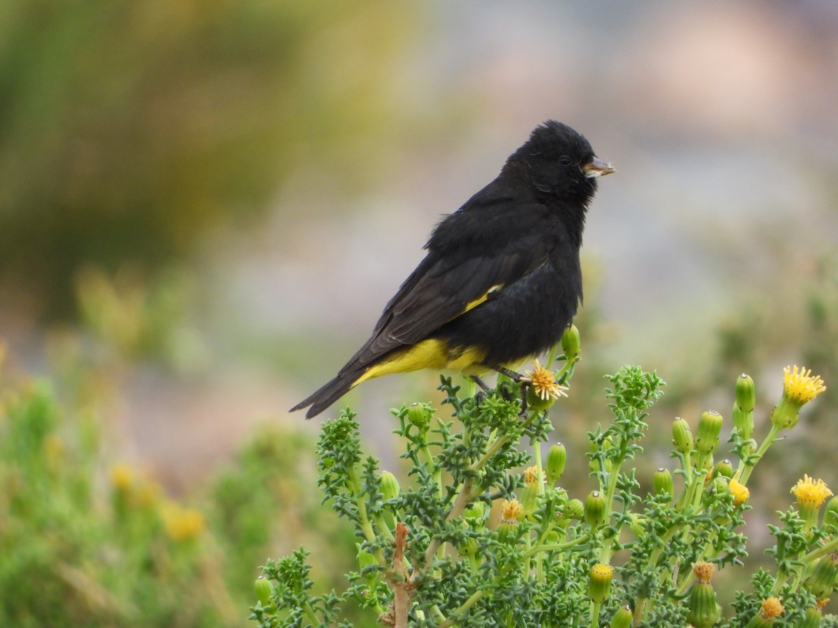 Black Siskin - ML647703015