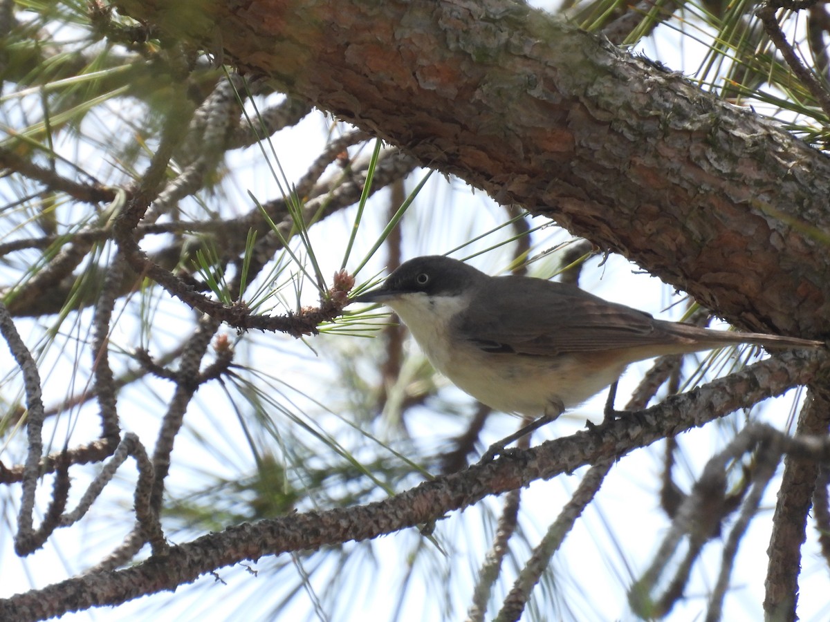 Western Orphean Warbler - ML647703016
