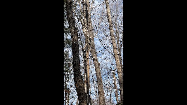 Pileated Woodpecker - ML647703017