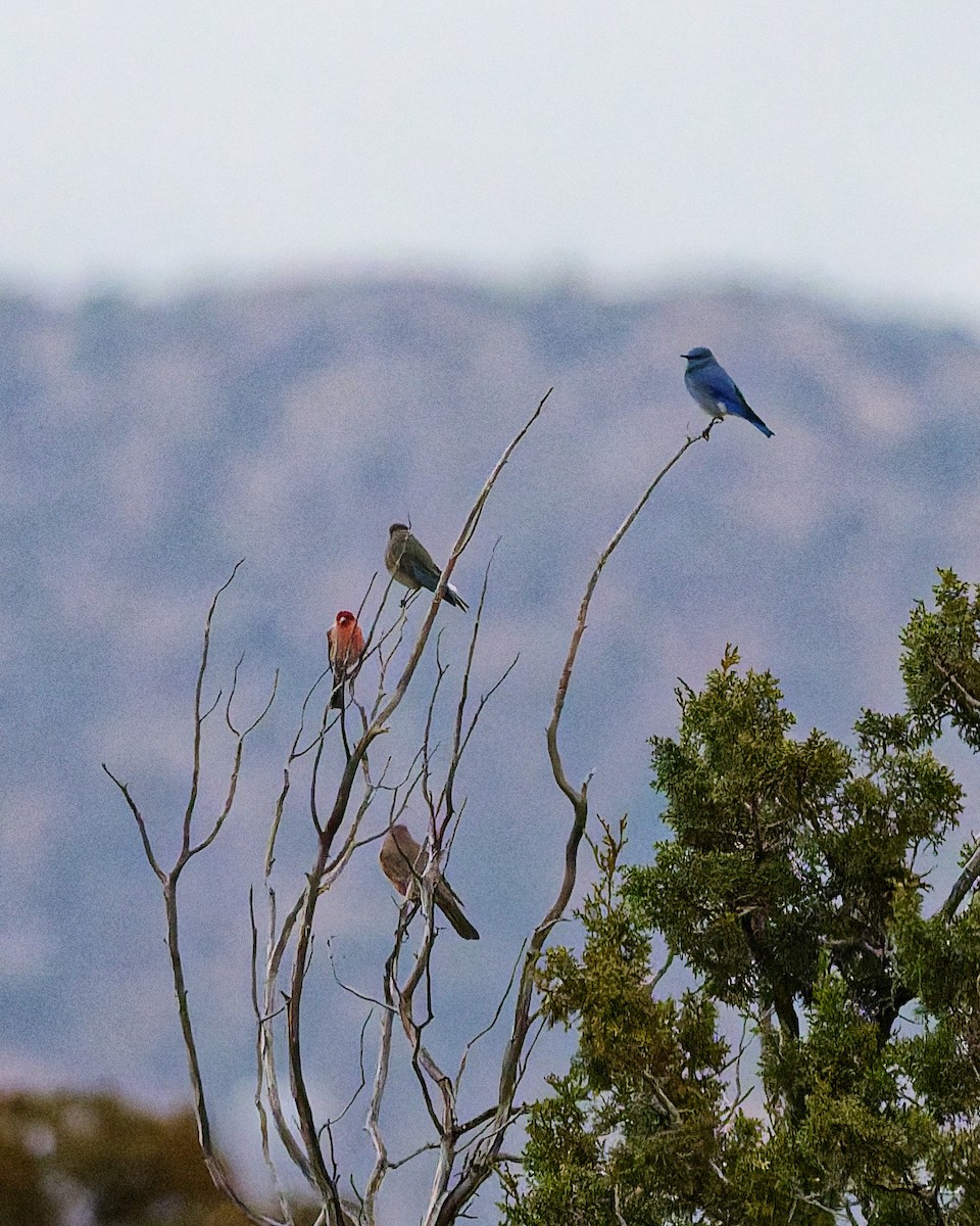 Mountain Bluebird - ML647703030