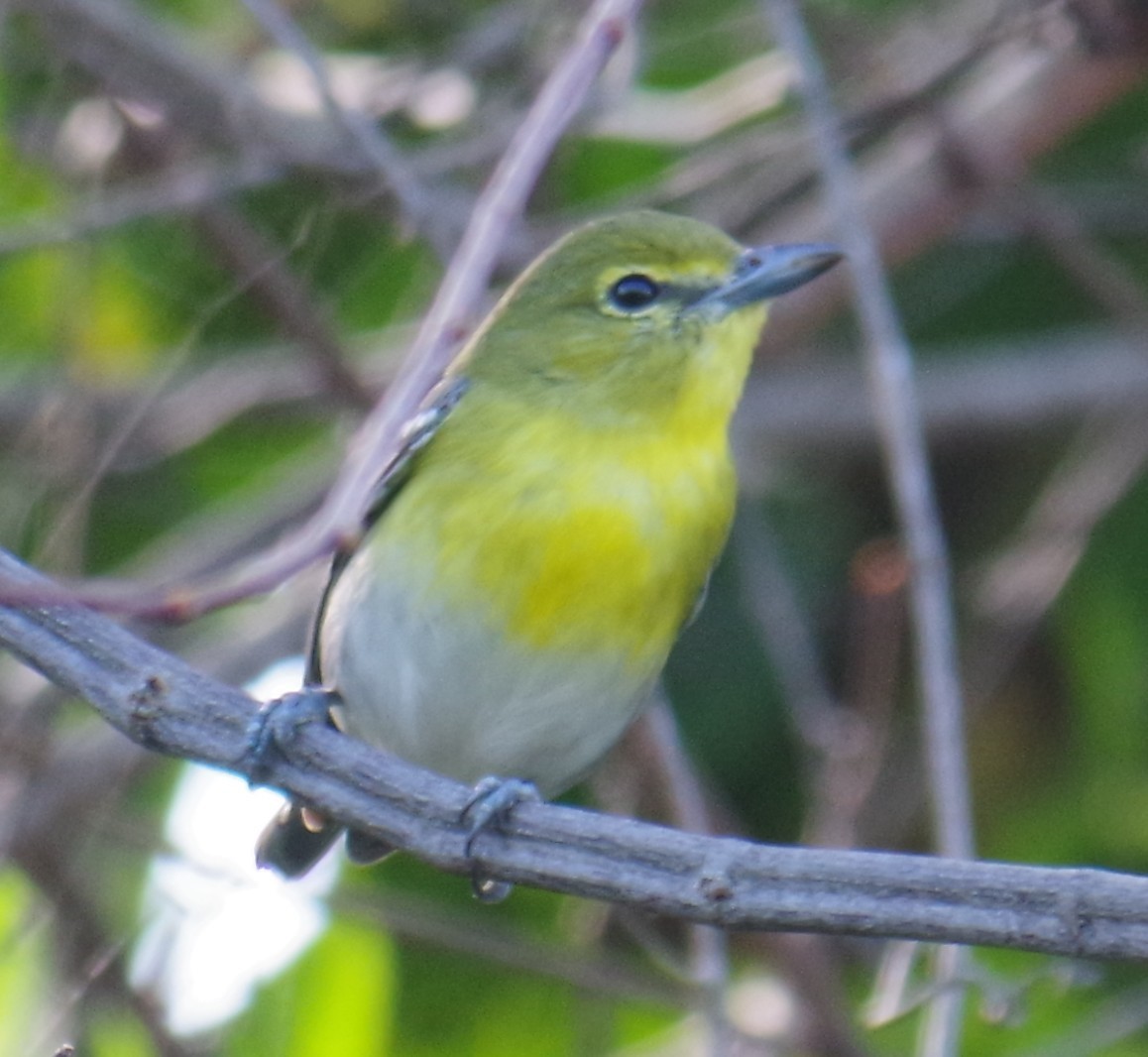 キノドモズモドキ - ML647703041