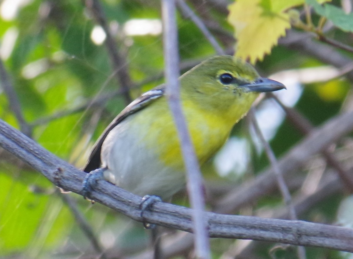 キノドモズモドキ - ML647703042