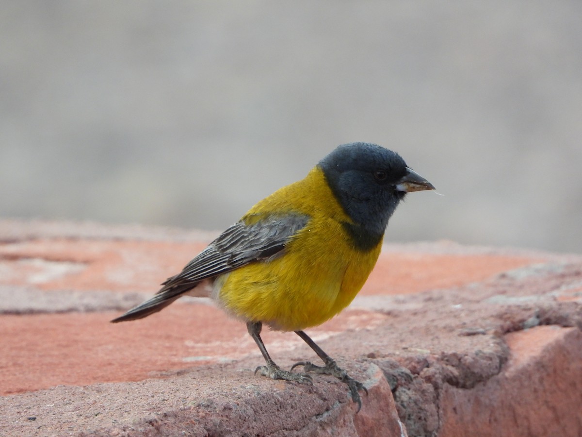 Gray-hooded Sierra Finch - ML647703043