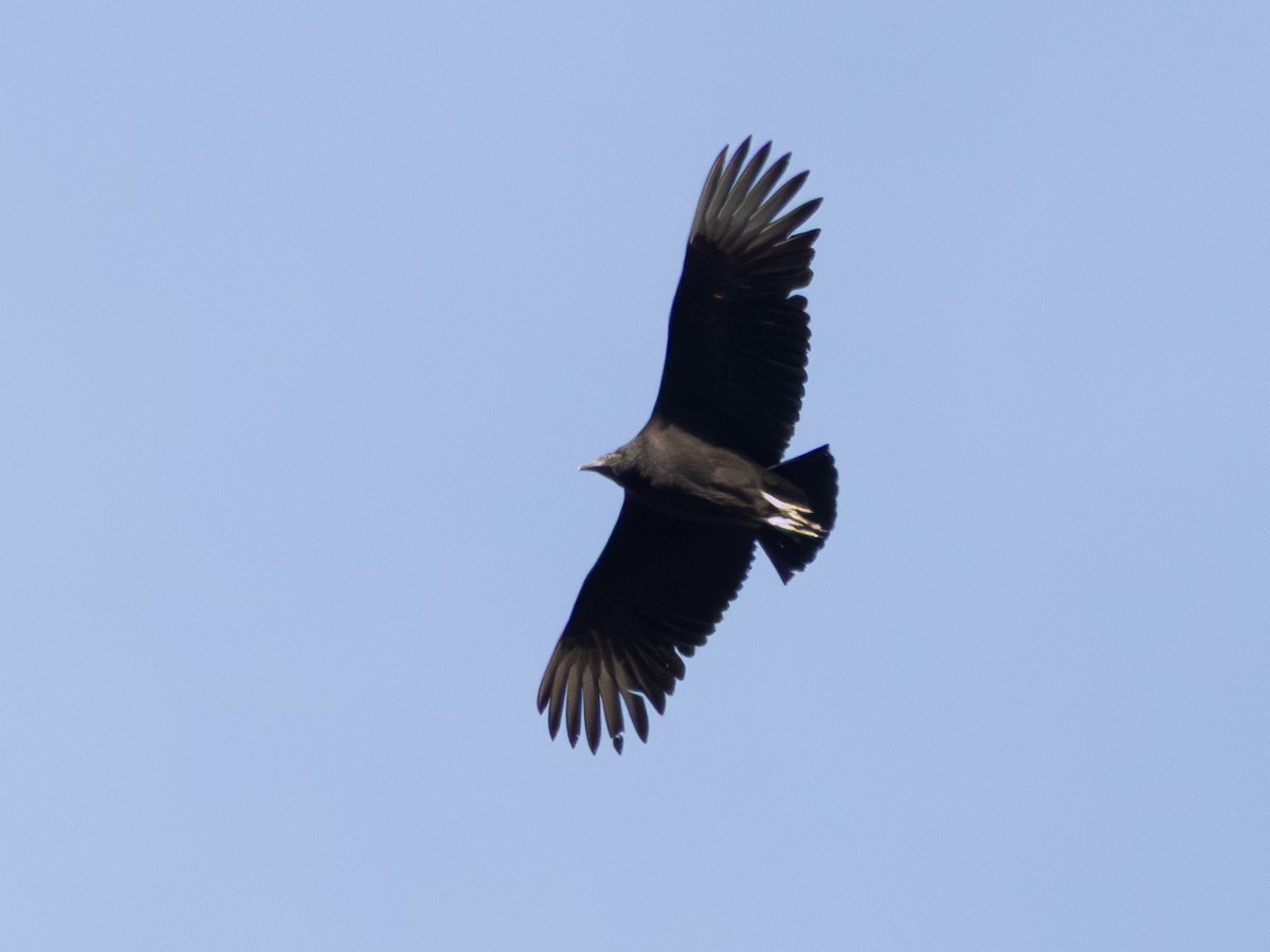 Black Vulture - ML647703047