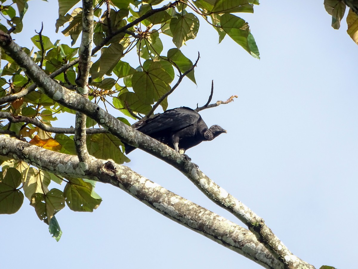 Black Vulture - ML647703098