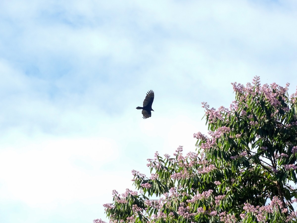 Urubu noir - ML647703100