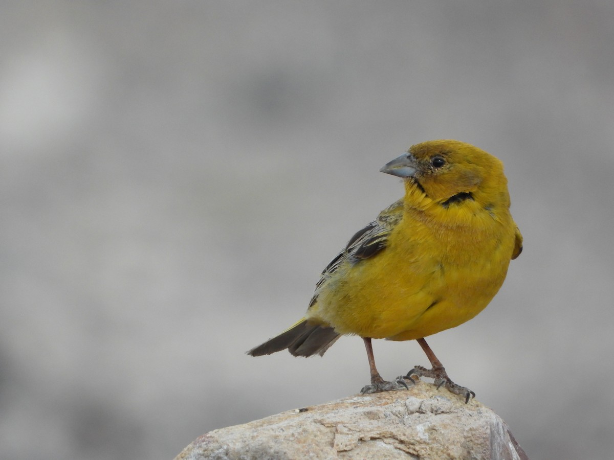 Grand Sicale - ML647703101