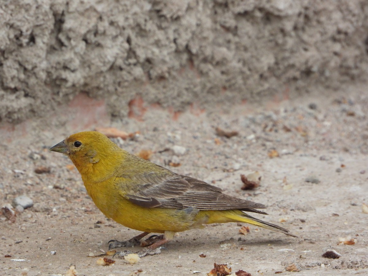 Grand Sicale - ML647703105