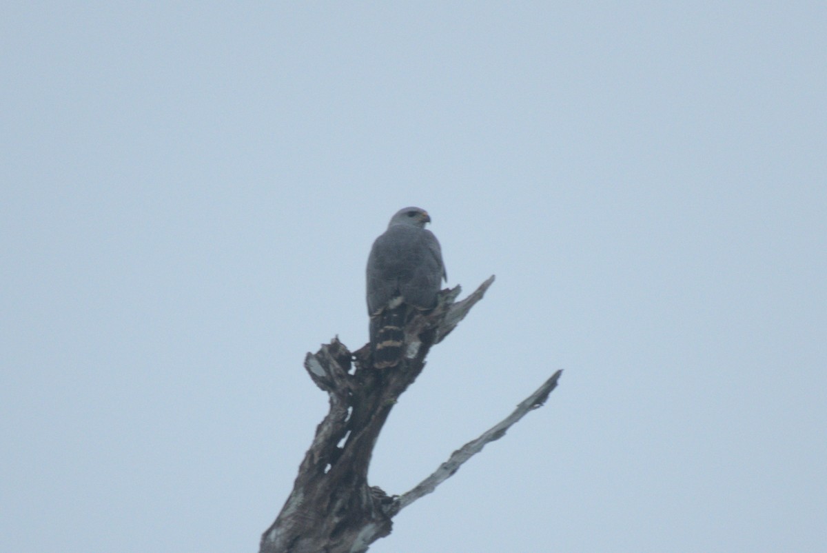 Gray Hawk - ML647703107