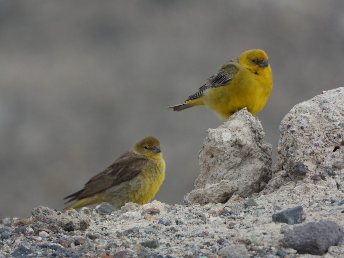 Grand Sicale - ML647703108