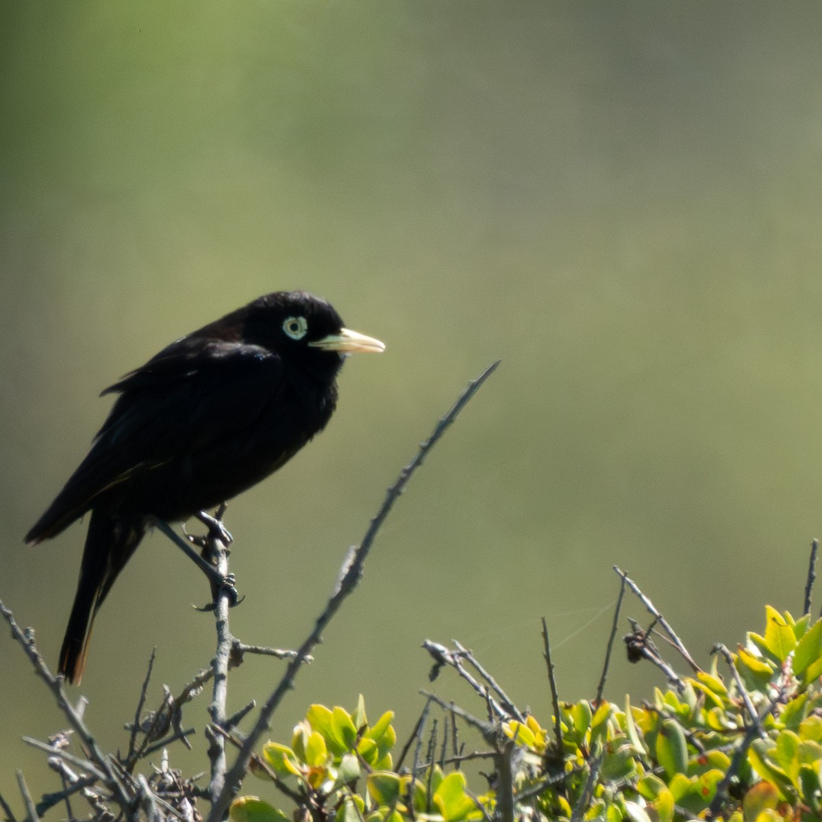 Ada clignot - ML647703110