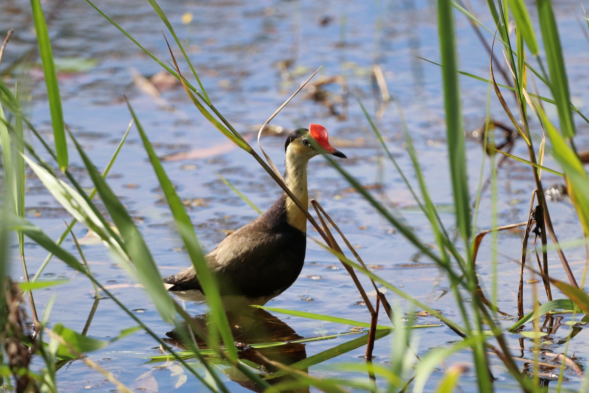 Jacana à crête - ML647703111