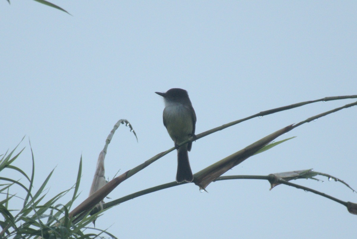 Tyran olivâtre - ML647703112