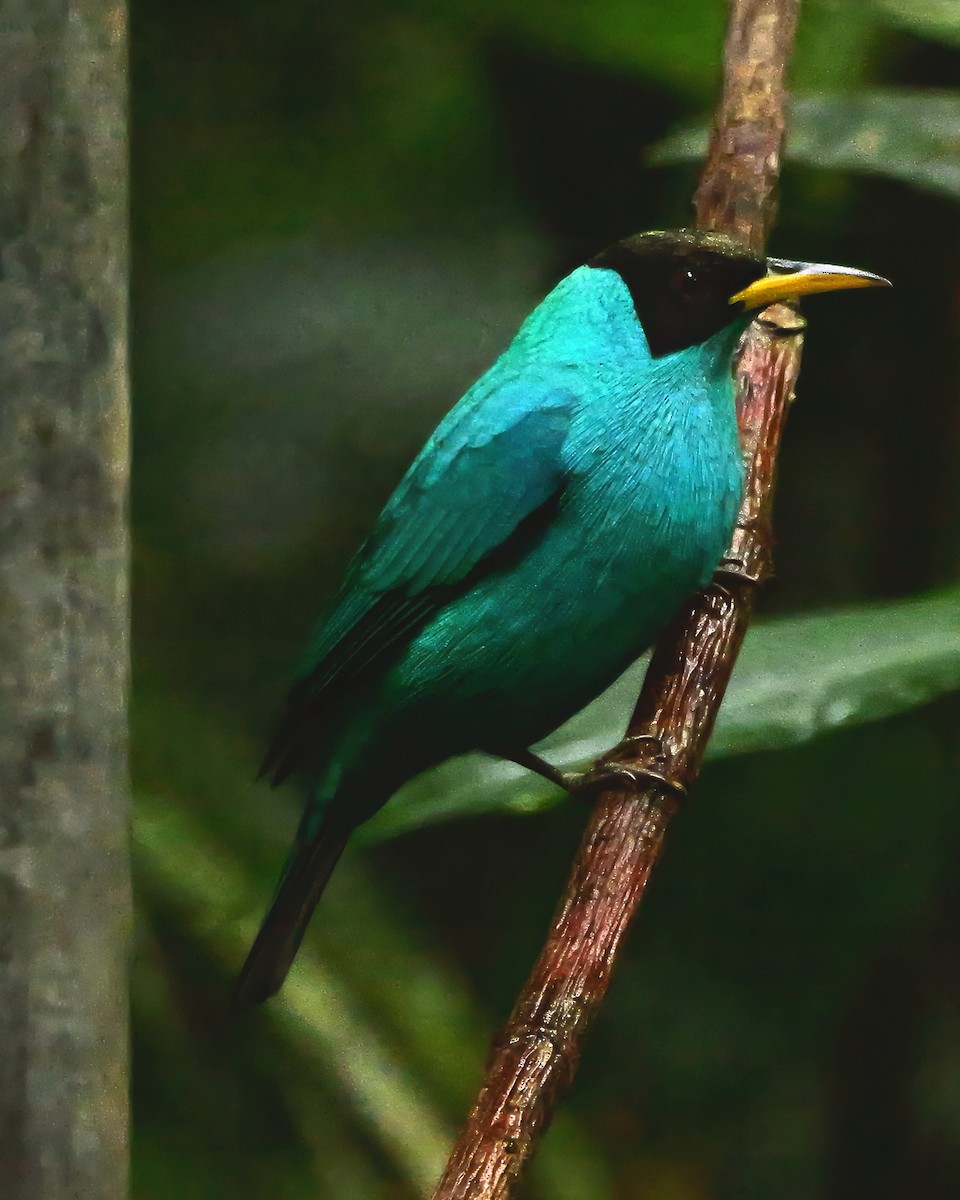 Tangara émeraude - ML647703113