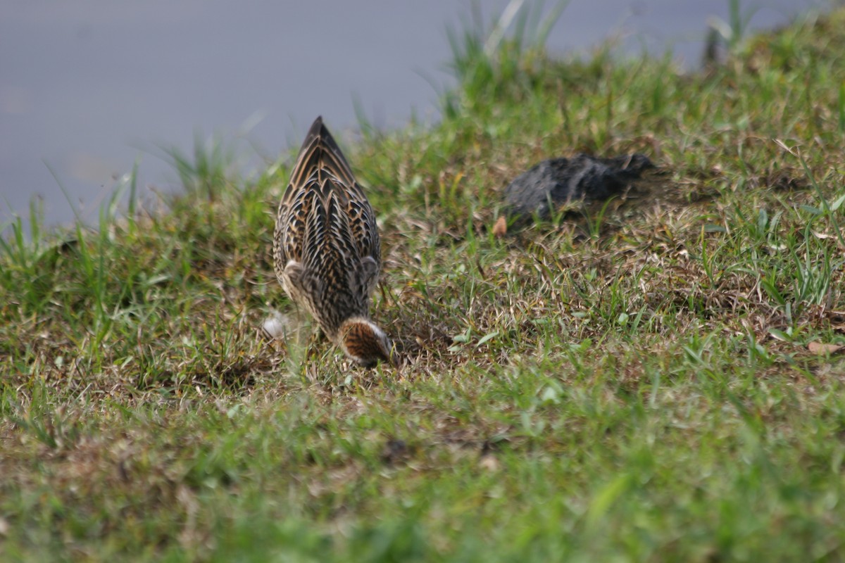 Bécasseau à queue pointue - ML647703114