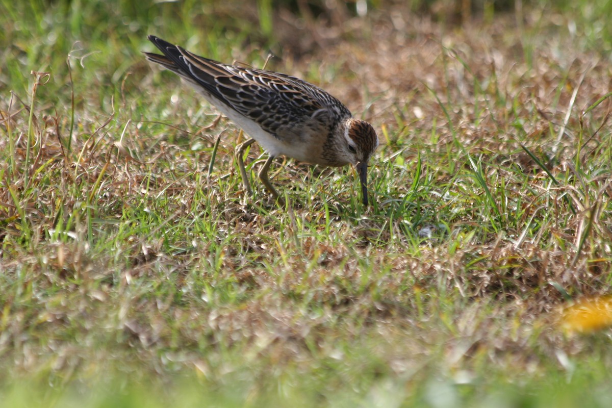 Bécasseau à queue pointue - ML647703115