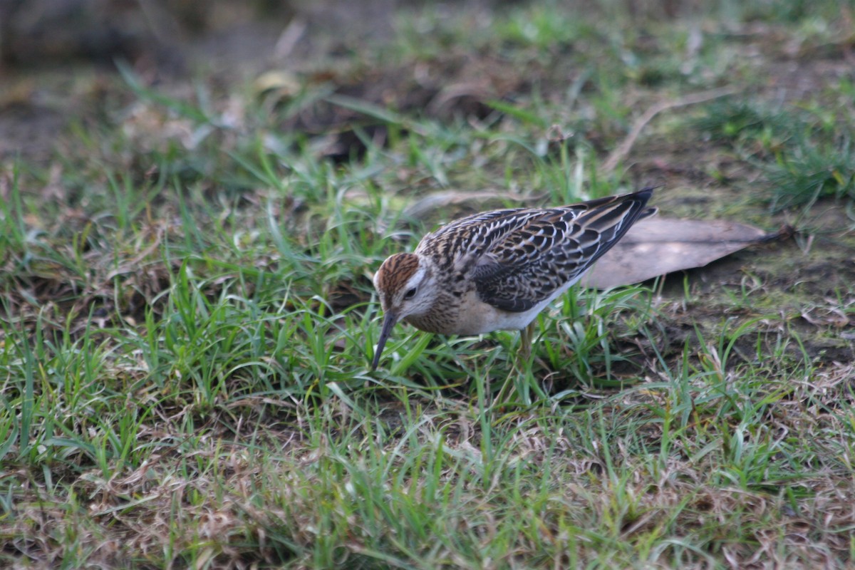 Bécasseau à queue pointue - ML647703116