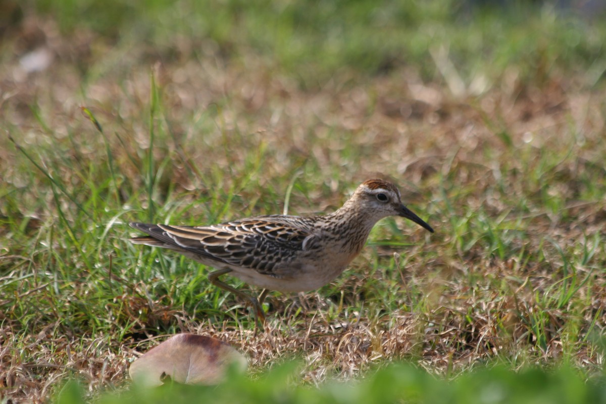 Bécasseau à queue pointue - ML647703117