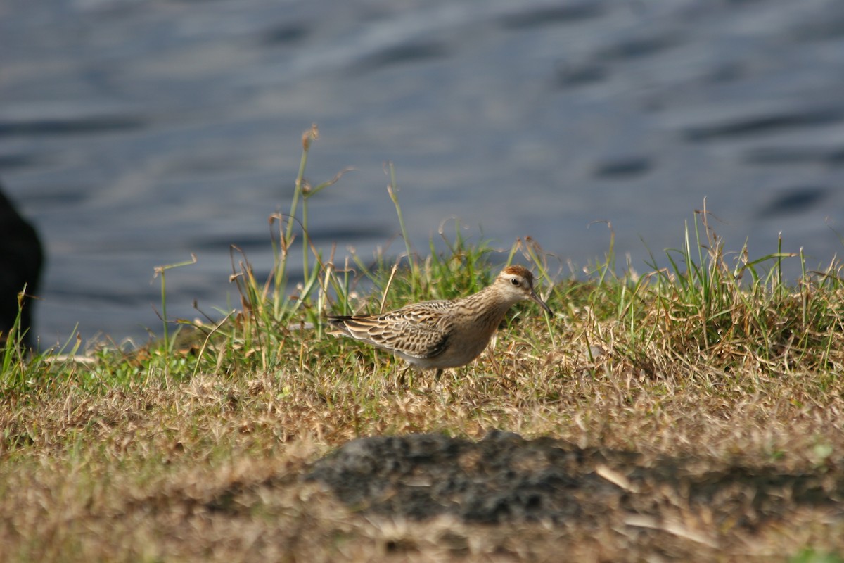 Bécasseau à queue pointue - ML647703118