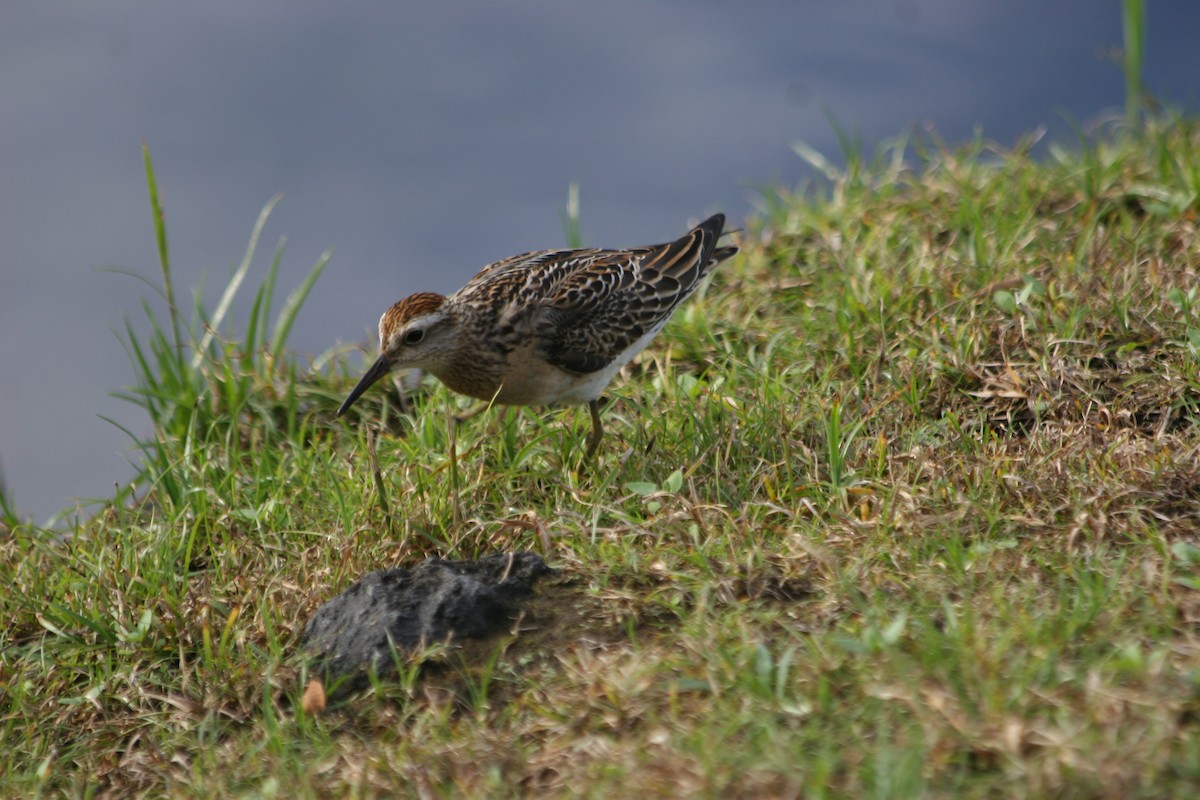Bécasseau à queue pointue - ML647703119