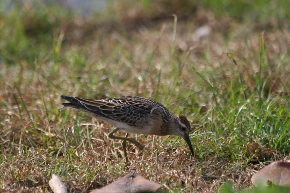 Bécasseau à queue pointue - ML647703120