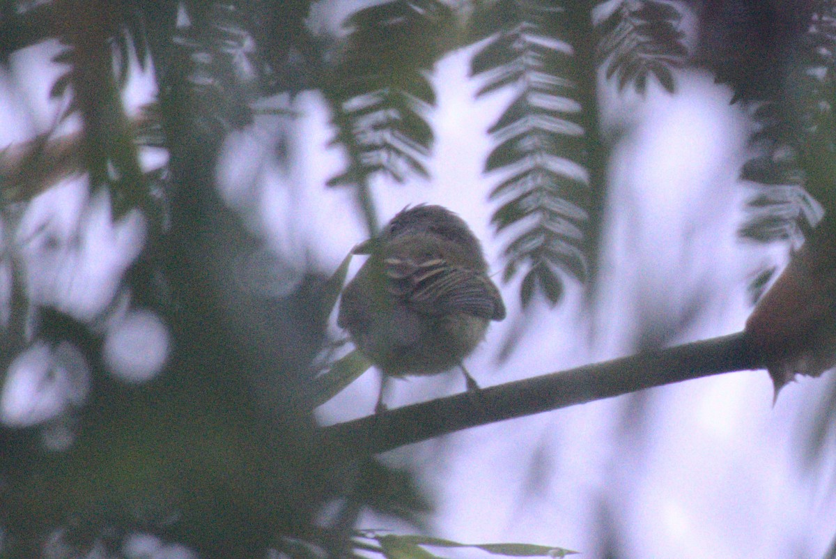 Todirostre de Desmarest - ML647703121