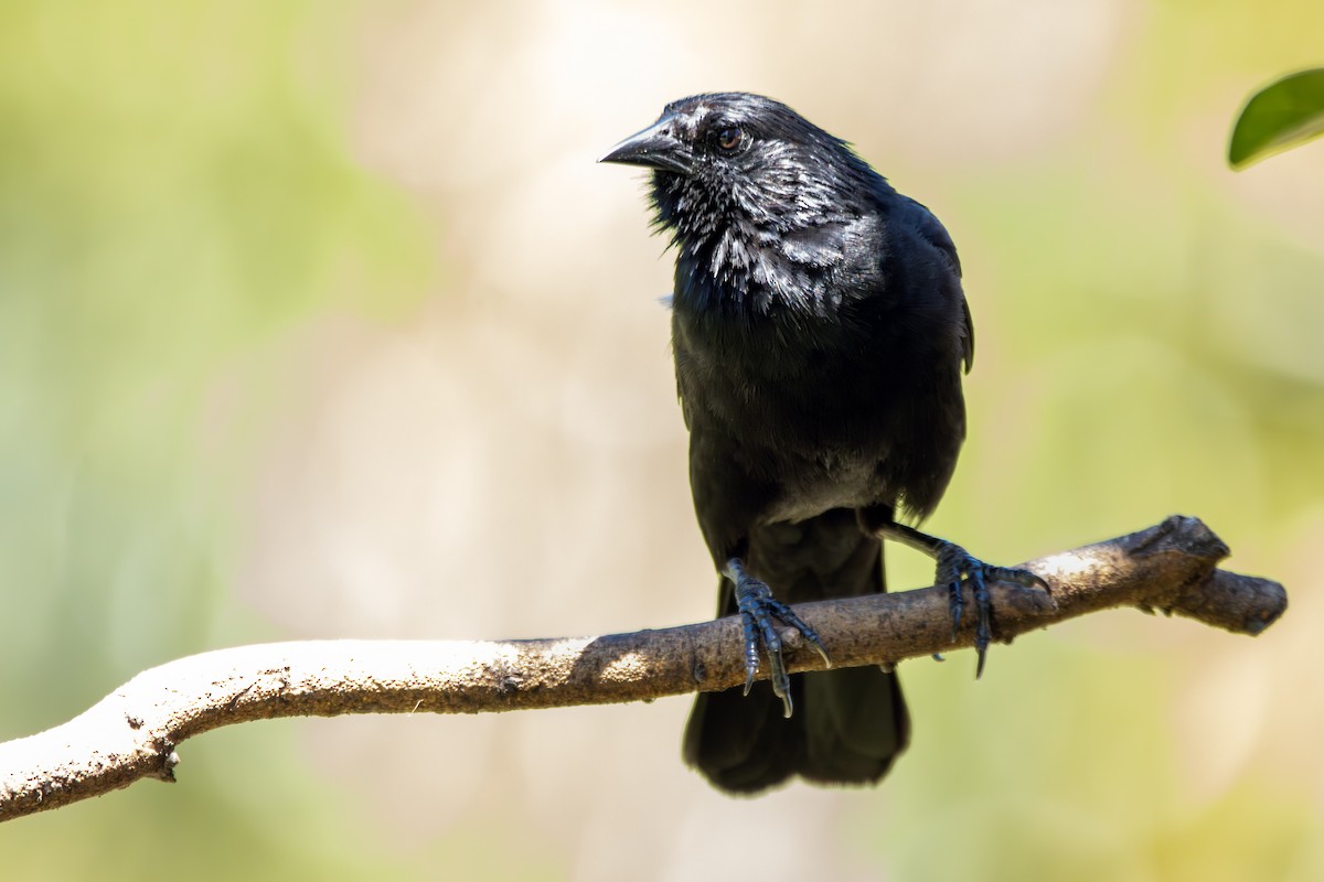 Carouge chopi - ML647703122