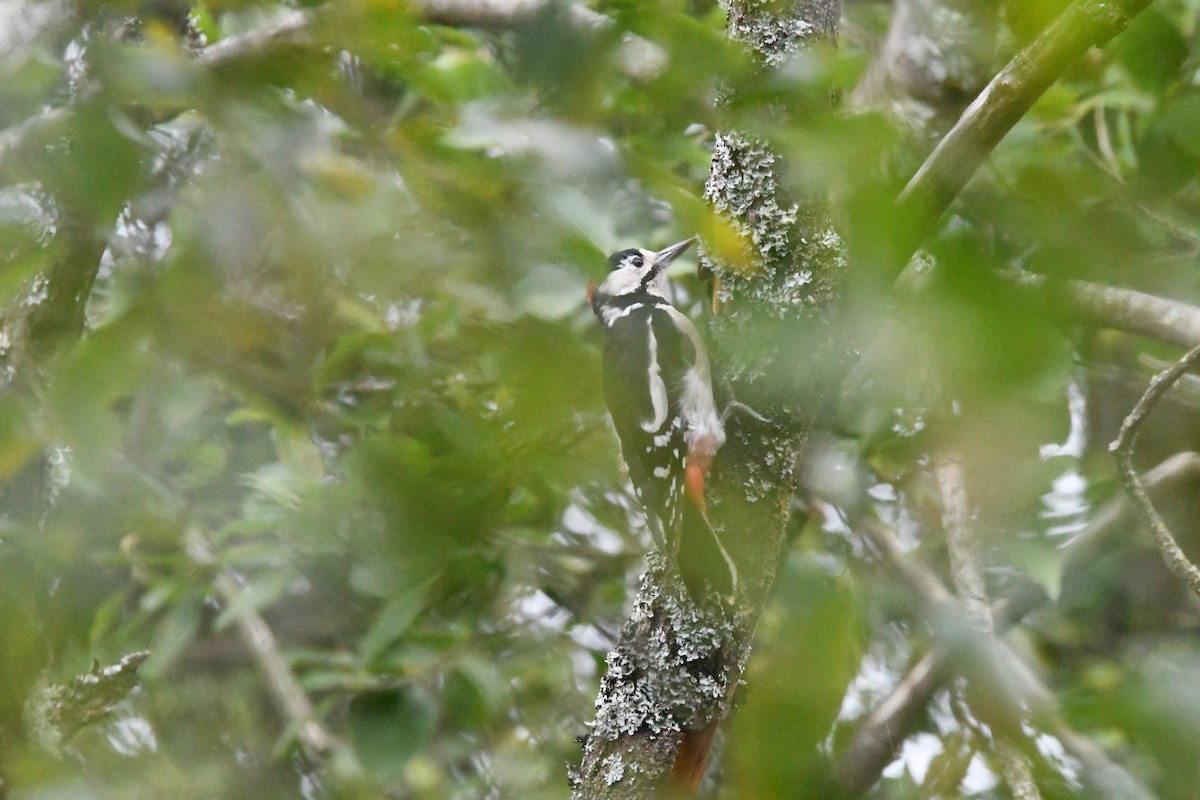 Pic épeiche - ML647703123