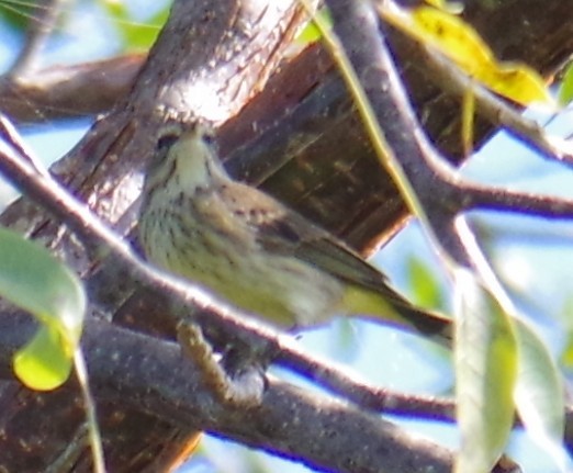 Moqueur chat - ML647703124