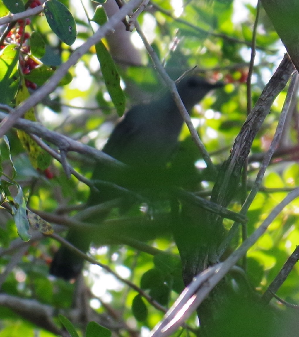 Moqueur chat - ML647703125