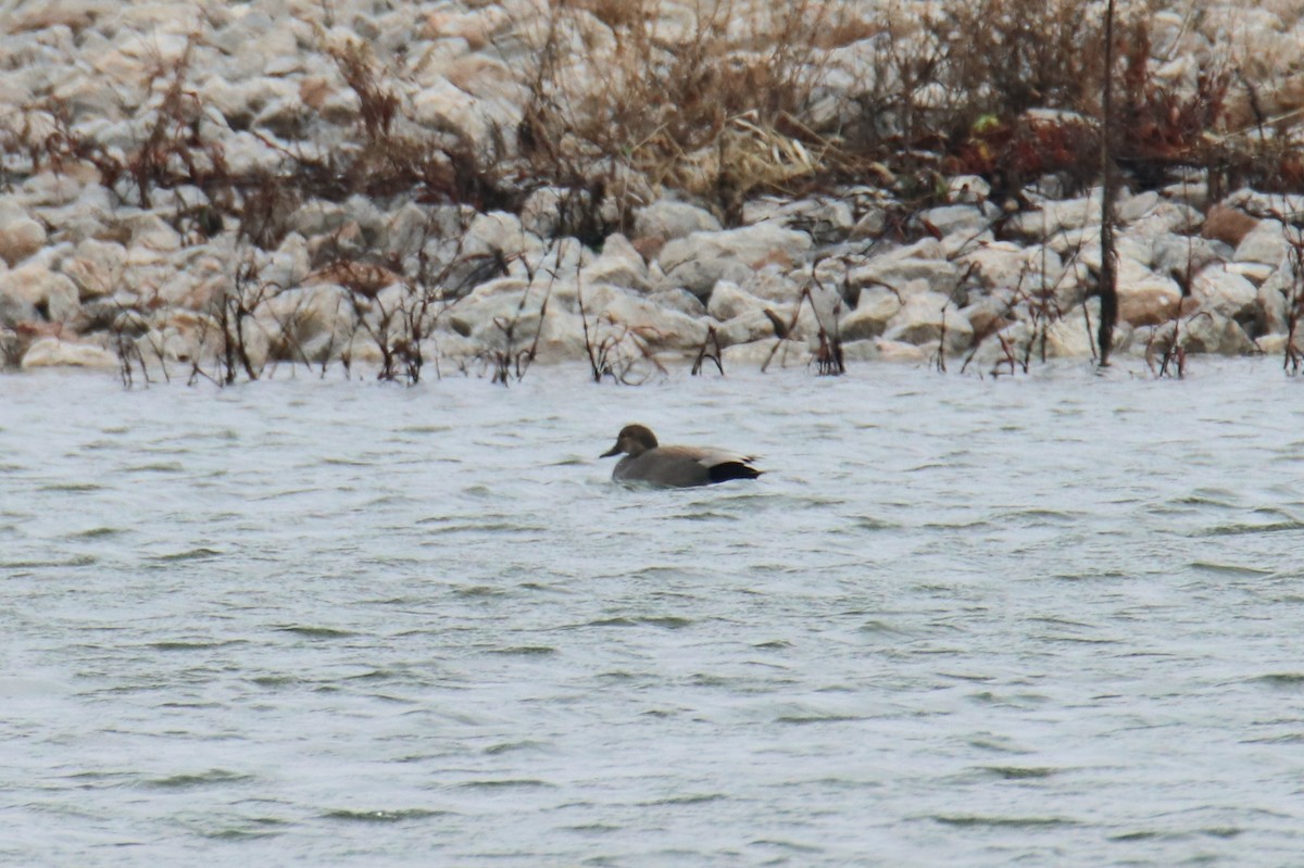 Canard chipeau - ML647703126