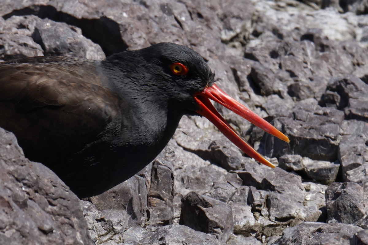 Huîtrier noir - ML647703127