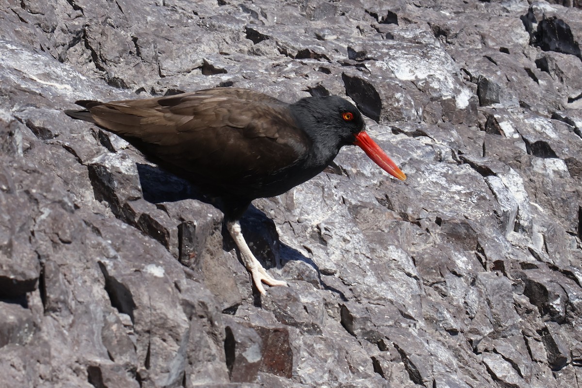 Huîtrier noir - ML647703128