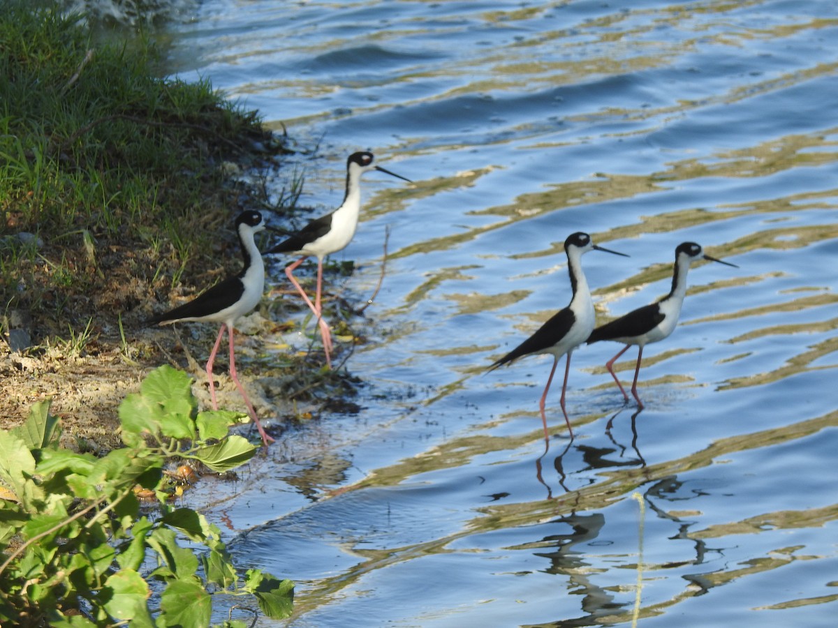 Échasse d'Amérique - ML647703132