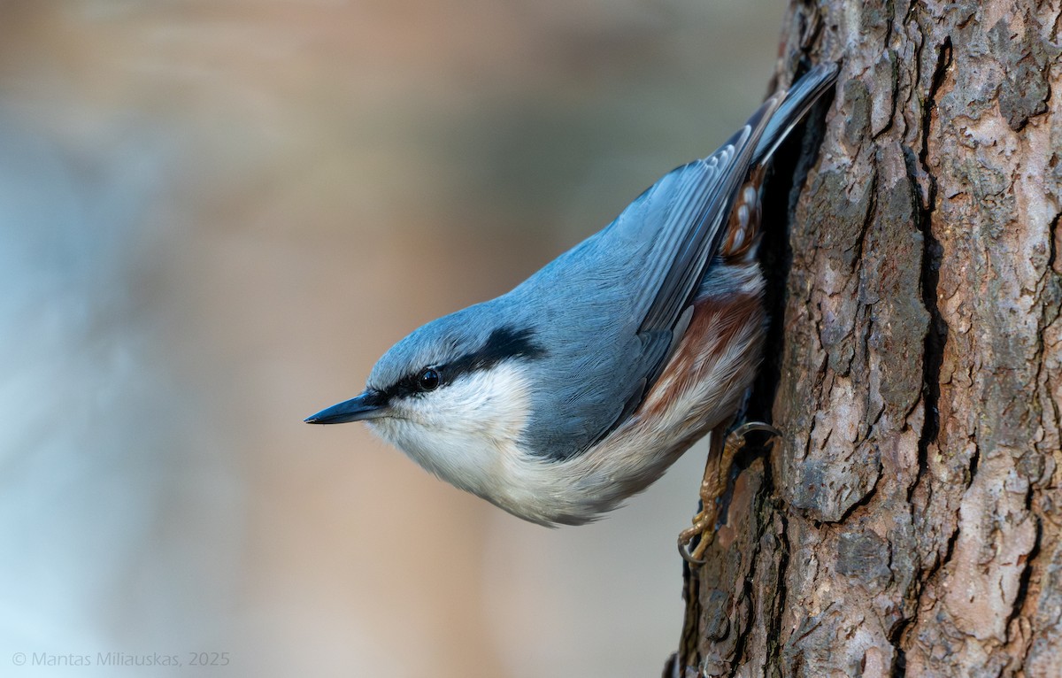 Sittelle torchepot - ML647703133