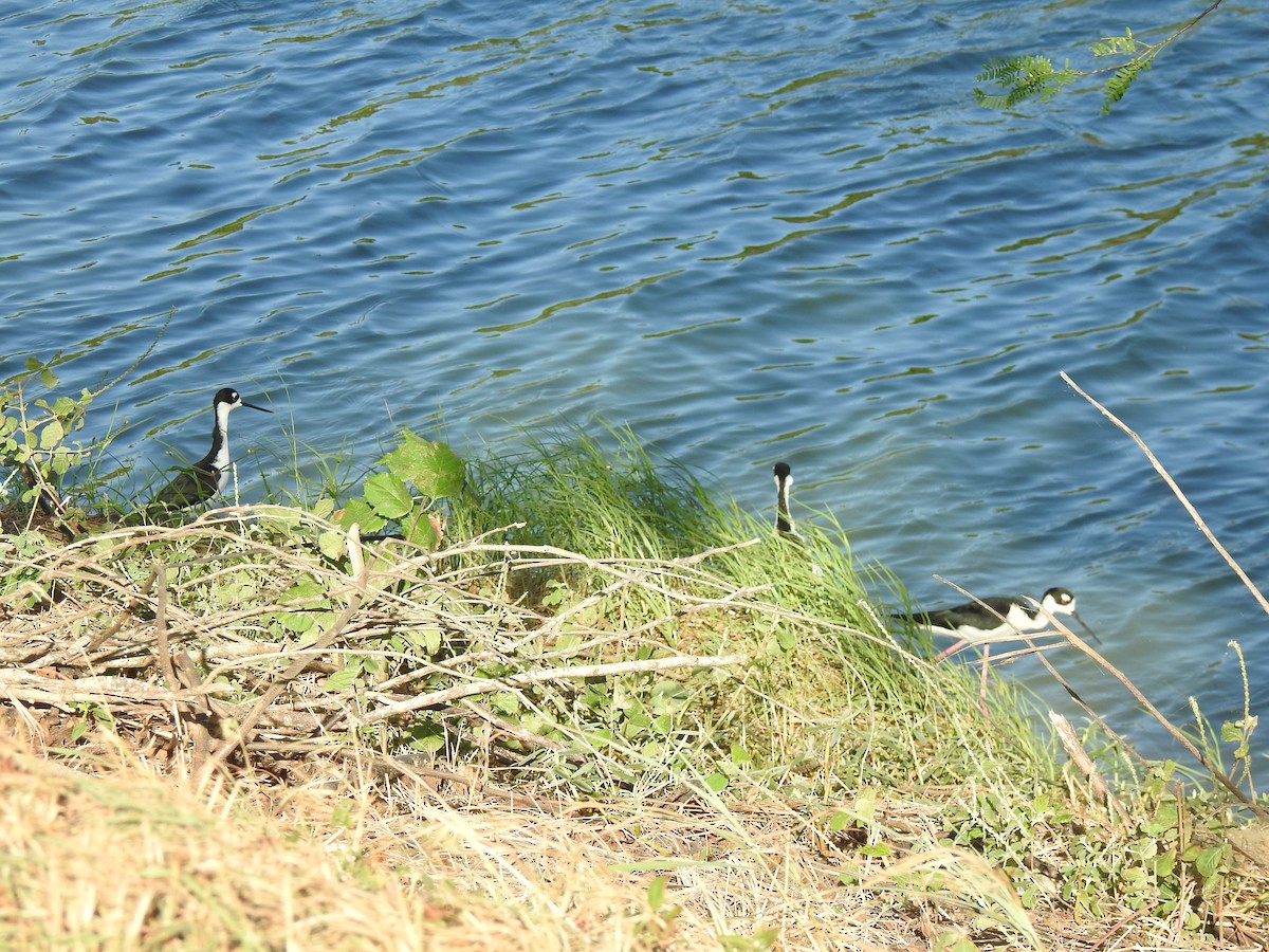 Échasse d'Amérique - ML647703142