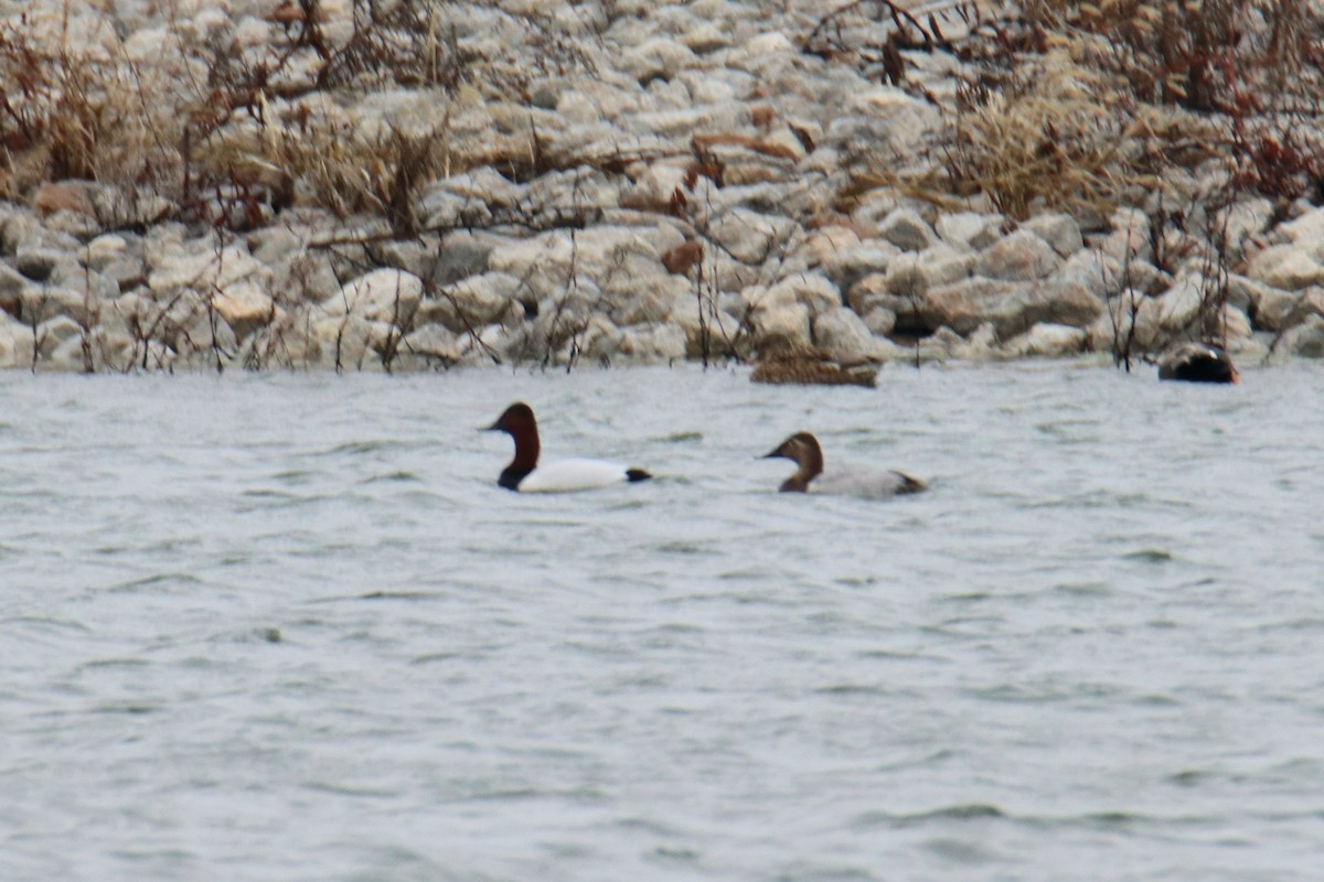 Fuligule à dos blanc - ML647703143