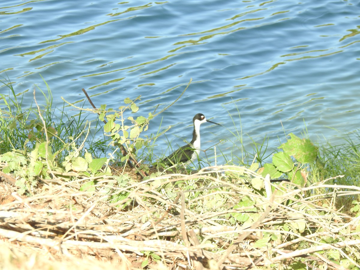 Échasse d'Amérique - ML647703162