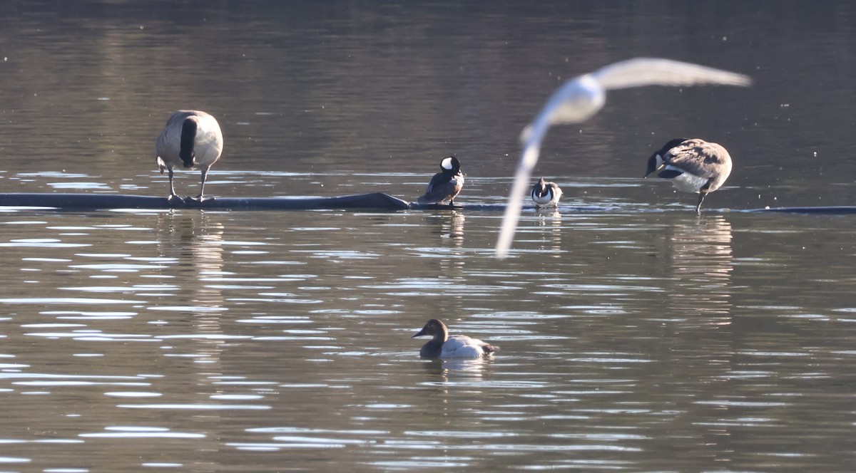Fuligule à dos blanc - ML647703204