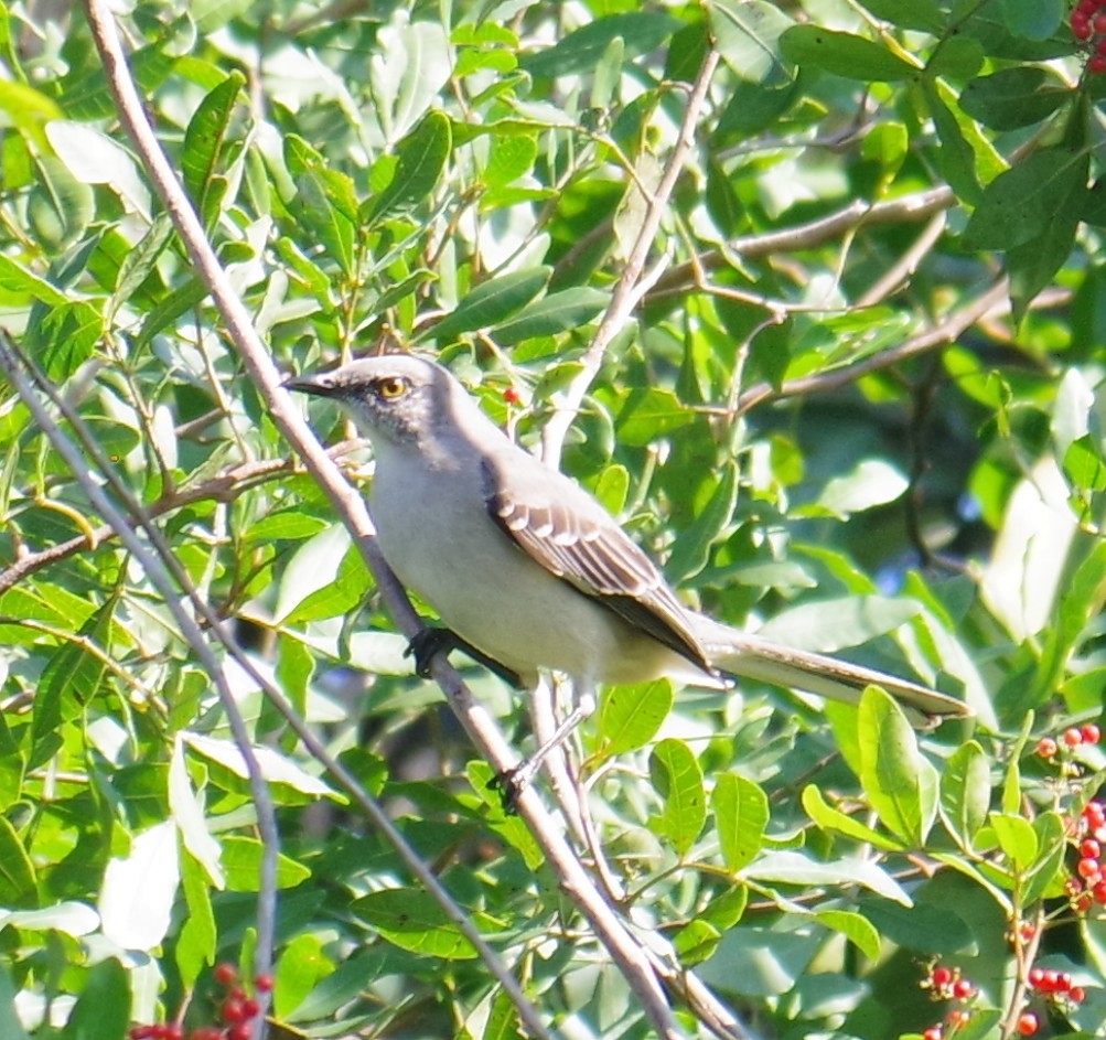 マネシツグミ - ML647703232